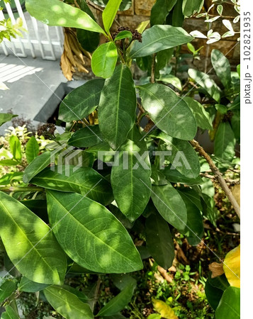 Close up of jungle geranium plant Close up of jungle geranium plant 102821935