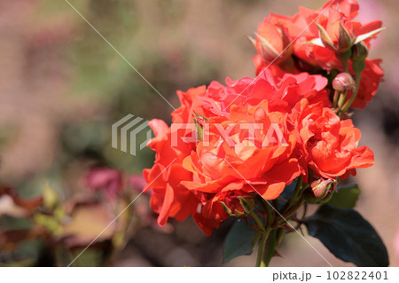 多くの人々の心を癒す色とりどりに咲き誇るバラの花たち 多くの人々の心を癒す色とりどりに咲き誇るバラの花たち 102822401