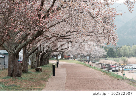 KAWAGUCHIKO, JAPAN - APRIL 7, 2023 102822907