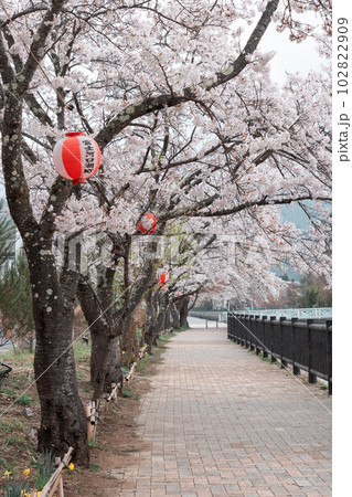 KAWAGUCHIKO, JAPAN - APRIL 7, 2023 KAWAGUCHIKO, JAPAN - APRIL 7, 2023 102822909