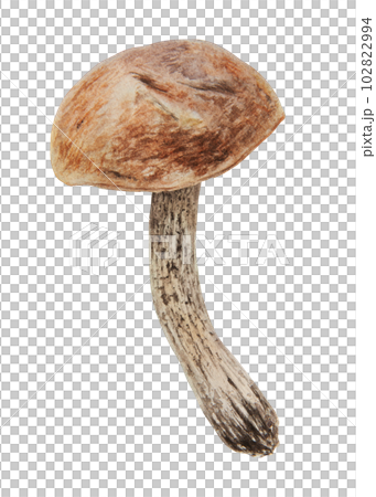 Wild mushroom watercolor hand drawn botanical realistic illustration. Forest boletus isolated on white background. Great for printing on fabric, postcards, invitations, menus Wild mushroom watercolor hand drawn botanical realistic illustration. Forest boletus isolated on white background. Great for printing on fabric, postcards, invitations, menus 102822994