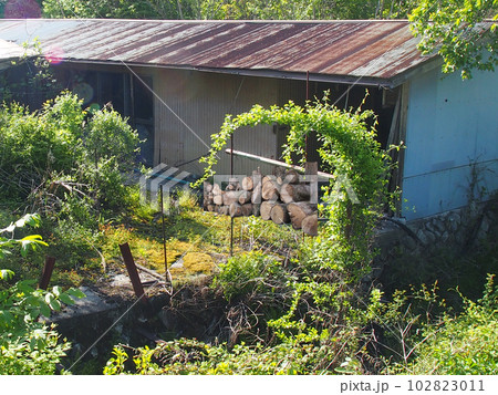 田舎の古い物置と薪積みのある庭の風景 102823011