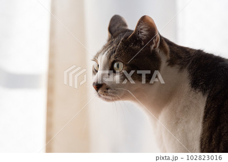 見つめる猫 キジトラ猫 見つめる猫 キジトラ猫 102823016