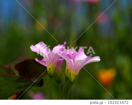 春の日差しを浴びたムラサキカタバミの花 春の日差しを浴びたムラサキカタバミの花 102823872