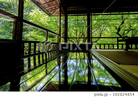 新緑のもみじと瑠璃光院 書院の風景 京都府京都市 新緑のもみじと瑠璃光院 書院の風景 京都府京都市 102824854