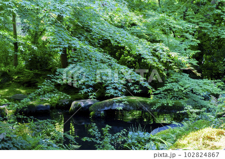 新緑のもみじと瑠璃光院 臥龍の庭 京都府京都市 新緑のもみじと瑠璃光院 臥龍の庭 京都府京都市 102824867