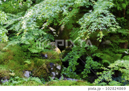新緑のもみじと瑠璃光院 瑠璃の庭 京都府京都市 新緑のもみじと瑠璃光院 瑠璃の庭 京都府京都市 102824869