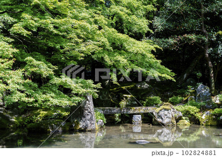 初夏の蓮華寺 青もみじと庭 京都府京都市 初夏の蓮華寺 青もみじと庭 京都府京都市 102824881