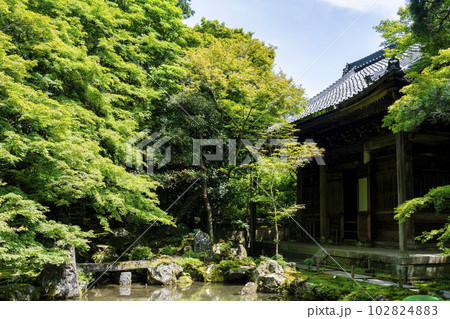 初夏の蓮華寺 青もみじと庭 京都府京都市 初夏の蓮華寺 青もみじと庭 京都府京都市 102824883