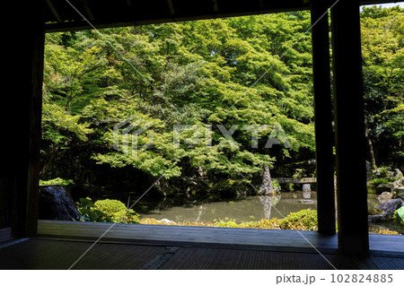 初夏の蓮華寺 青もみじと庭 京都府京都市 初夏の蓮華寺 青もみじと庭 京都府京都市 102824885