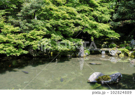 初夏の蓮華寺　青もみじと庭　京都府京都市 102824889