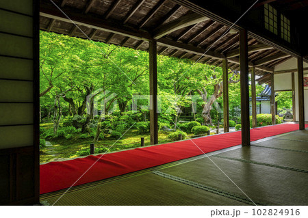 圓光寺の風景　書院から見た新緑の庭園　京都府京都市 102824916