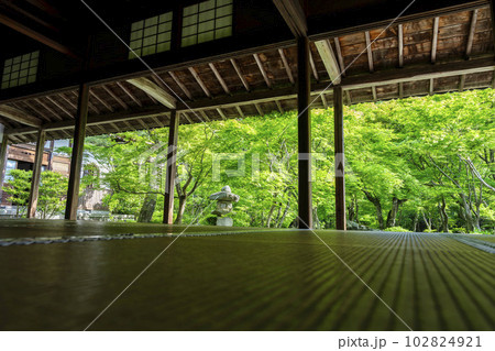 圓光寺の風景　書院から見た新緑の庭園　京都府京都市 102824921