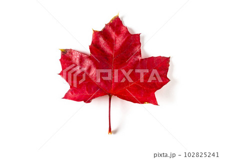 colorful autumn maple leaf isolated on white background 102825241