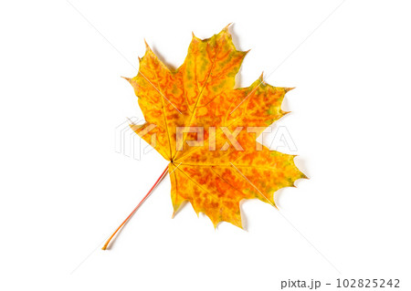colorful autumn maple leaf isolated on white background colorful autumn maple leaf isolated on white background 102825242