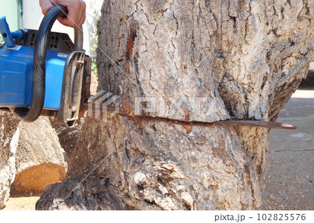 Chainsaw in action for cutting wood. worker cuts a tree trunk into logs with a saw. Close-up of a saw in motion, sawdust flying to the sides. Woodworking, wood cutting tools, wood 102825576
