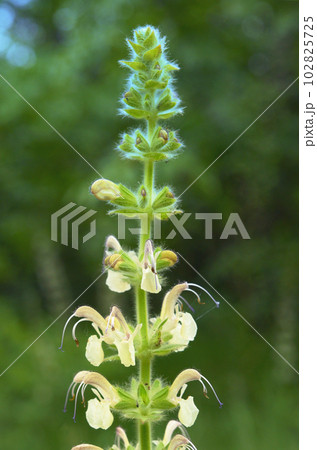 Salvia, Meadow Clary, White Meadow Sage 102825725