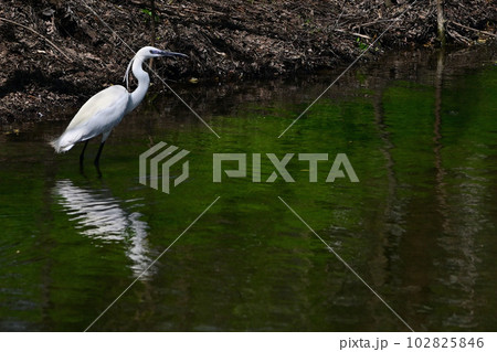 Little Egret (Egretta Garzetta) Flying Above The River 102825846