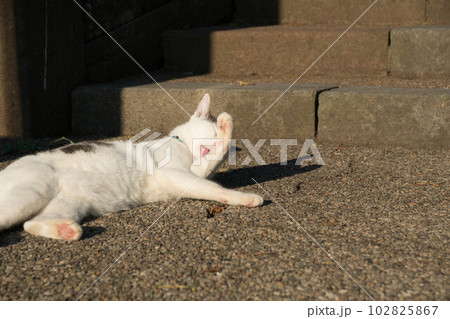 夏の夕日を浴びながら毛繕いする白猫 102825867