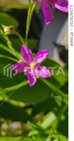 Talinum fruticosum flower, commonly known as Ceylon spinach, waterleaf, cariru, Gbure, Surinam purslane, Philippine spinach, Florida spinach, potherb fameflower, Lagos bologi, and sweetheart 102826075
