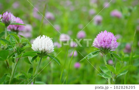 ムラサキツメクサとシロツメクサの花 102826205