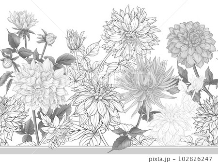 Dahlias flowers, outline Vector illustration. Dahlias flowers, outline Vector illustration. 102826247