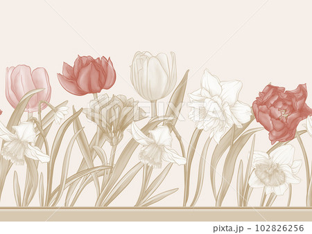 White daffodils and tulips flowers, the early spring flowers. White daffodils and tulips flowers, the early spring flowers. 102826256