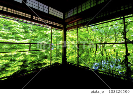 新緑のもみじと瑠璃光院 書院の風景 京都府京都市 新緑のもみじと瑠璃光院 書院の風景 京都府京都市 102826500
