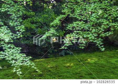 新緑のもみじと瑠璃光院　瑠璃の庭　京都府京都市 102826535