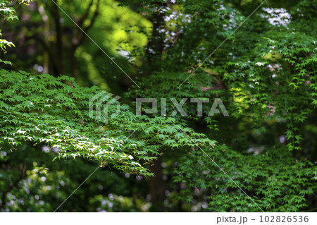 新緑のもみじと瑠璃光院　瑠璃の庭　京都府京都市 102826536