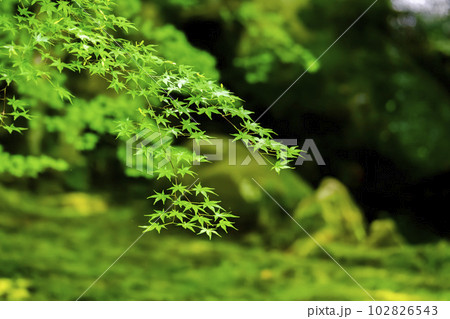 新緑のもみじと瑠璃光院　瑠璃の庭　京都府京都市 102826543