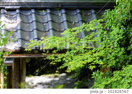 新緑のもみじと瑠璃光院 山門 京都府京都市 新緑のもみじと瑠璃光院 山門 京都府京都市 102826567