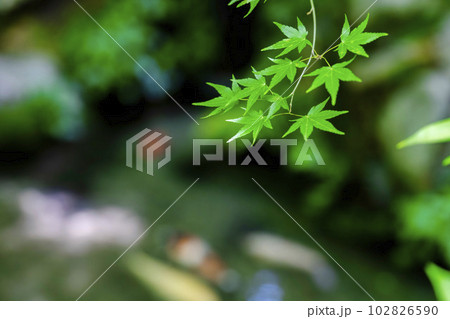 新緑のもみじと瑠璃光院　玄関の池と鯉　京都府京都市 102826590