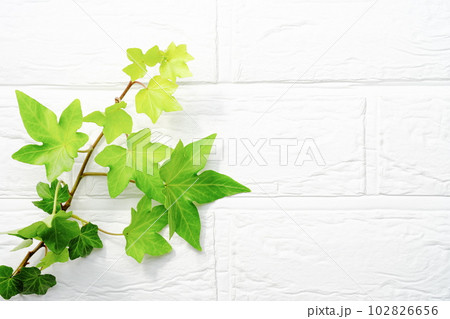 緑の葉の背景素材　白壁背景 102826656