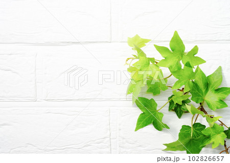 緑の葉の背景素材　白壁背景 102826657