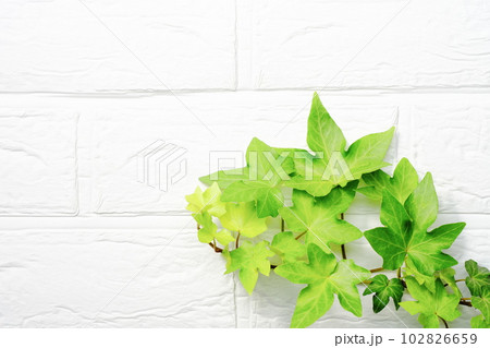 緑の葉の背景素材　白壁背景 102826659