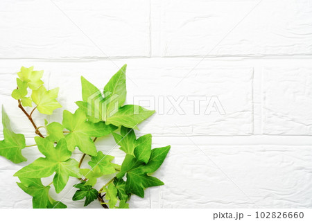 緑の葉の背景素材　白壁背景 102826660