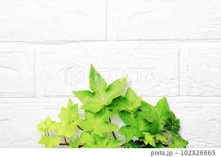 緑の葉の背景素材　白壁背景 102826665
