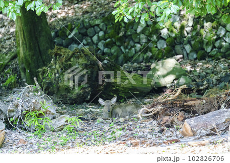 茂みで涼をとる野生のシカ　京都府京都市 102826706