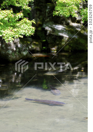 初夏の蓮華寺 青もみじと池の鯉 京都府京都市 初夏の蓮華寺 青もみじと池の鯉 京都府京都市 102826709