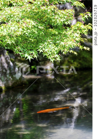 初夏の蓮華寺 青もみじと池の鯉 京都府京都市 初夏の蓮華寺 青もみじと池の鯉 京都府京都市 102826719