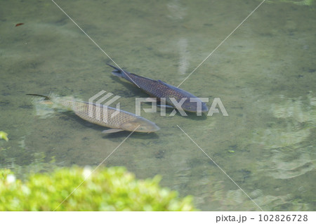 初夏の蓮華寺　池の鯉　京都府京都市 102826728