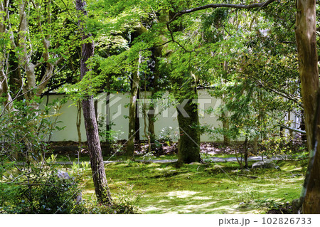 初夏の蓮華寺　青もみじと庭　京都府京都市 102826733