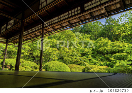 詩仙堂丈山寺　初夏の風景　新緑の庭園　京都府京都市 102826759