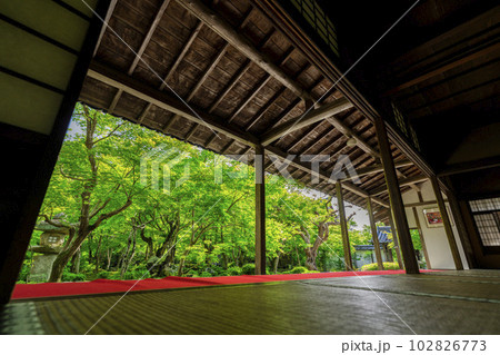 圓光寺の風景　書院から見た新緑の庭園　京都府京都市 102826773