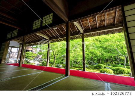 圓光寺の風景　書院から見た新緑の庭園　京都府京都市 102826778