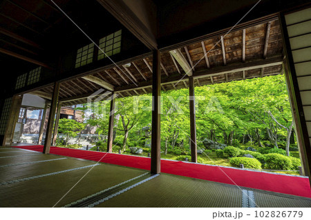 圓光寺の風景　書院から見た新緑の庭園　京都府京都市 102826779