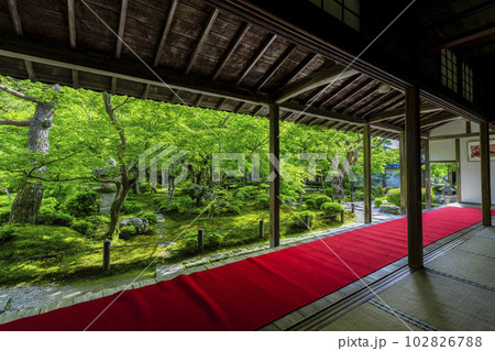 圓光寺の風景　書院から見た新緑の庭園　京都府京都市 102826788