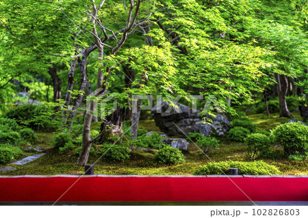 圓光寺の風景 書院から見た新緑の庭園 京都府京都市 圓光寺の風景 書院から見た新緑の庭園 京都府京都市 102826803