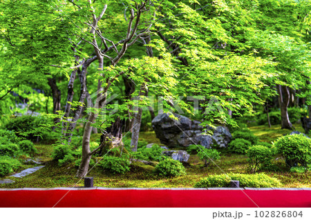 圓光寺の風景　書院から見た新緑の庭園　京都府京都市 102826804